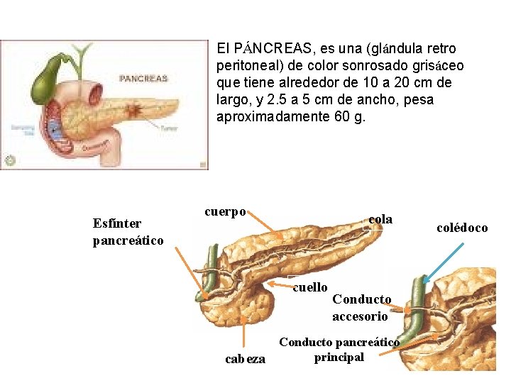 El PÁNCREAS, es una (glándula retro peritoneal) de color sonrosado grisáceo que tiene alrededor