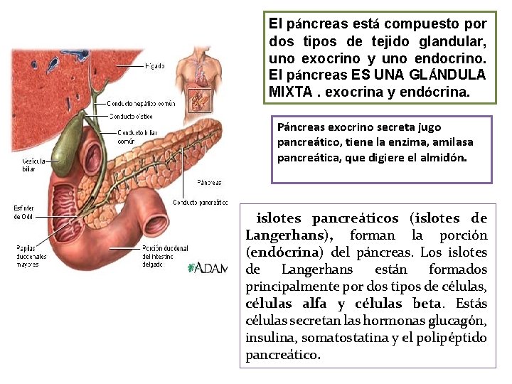 El páncreas está compuesto por dos tipos de tejido glandular, uno exocrino y uno