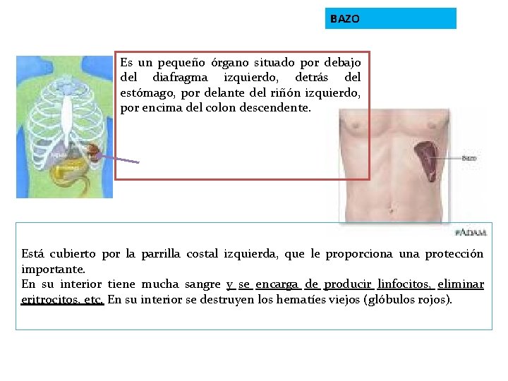 BAZO Es un pequeño órgano situado por debajo del diafragma izquierdo, detrás del estómago,