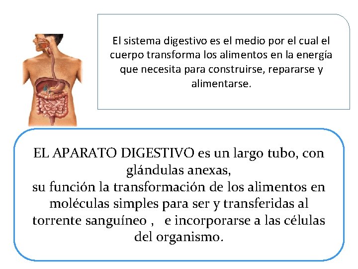 El sistema digestivo es el medio por el cual el cuerpo transforma los alimentos