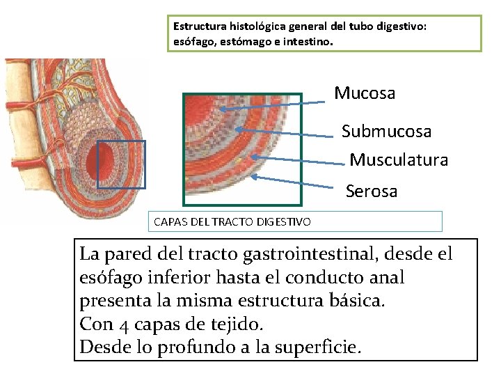 Estructura histológica general del tubo digestivo: esófago, estómago e intestino. Mucosa Submucosa Musculatura Serosa