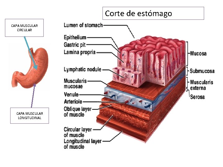 Corte de estómago CAPA MUSCULAR CIRCULAR CAPA MUSCULAR LONGITUDINAL 