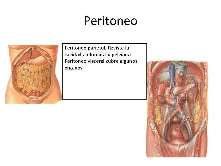 Peritoneo parietal. Reviste la cavidad abdominal y pelviana. Peritoneo visceral cubre algunos órganos 