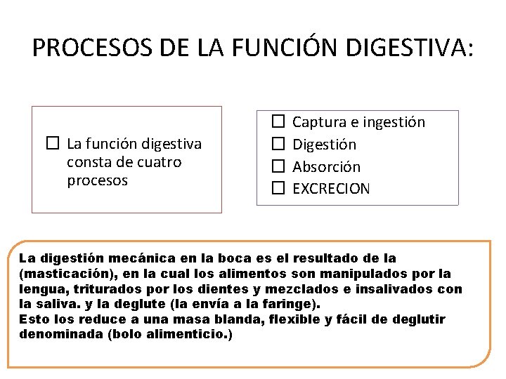 PROCESOS DE LA FUNCIÓN DIGESTIVA: � La función digestiva consta de cuatro procesos �