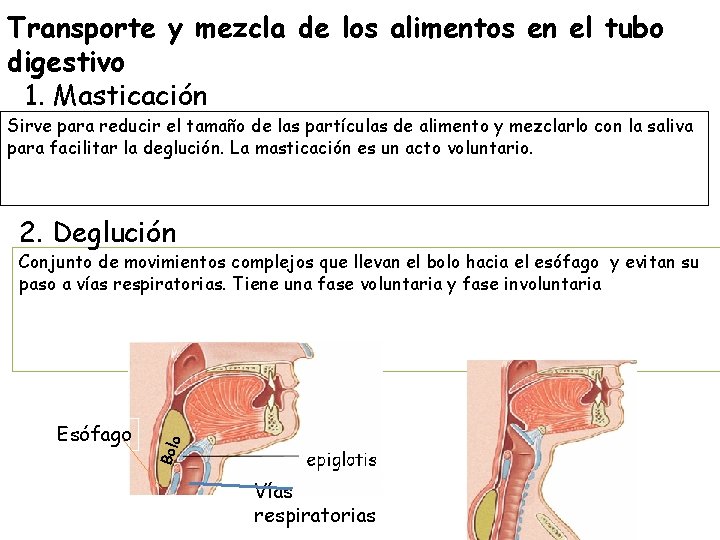 Transporte y mezcla de los alimentos en el tubo digestivo 1. Masticación Sirve para
