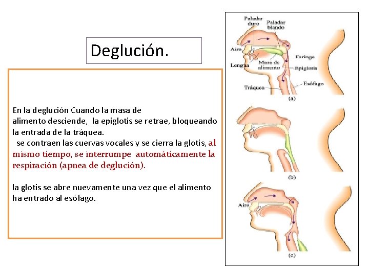 Deglución. En la deglución Cuando la masa de alimento desciende, la epiglotis se retrae,
