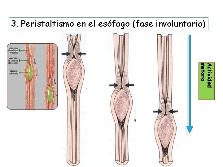 3. Peristaltismo en el esófago (fase involuntaria) Actividad motora 