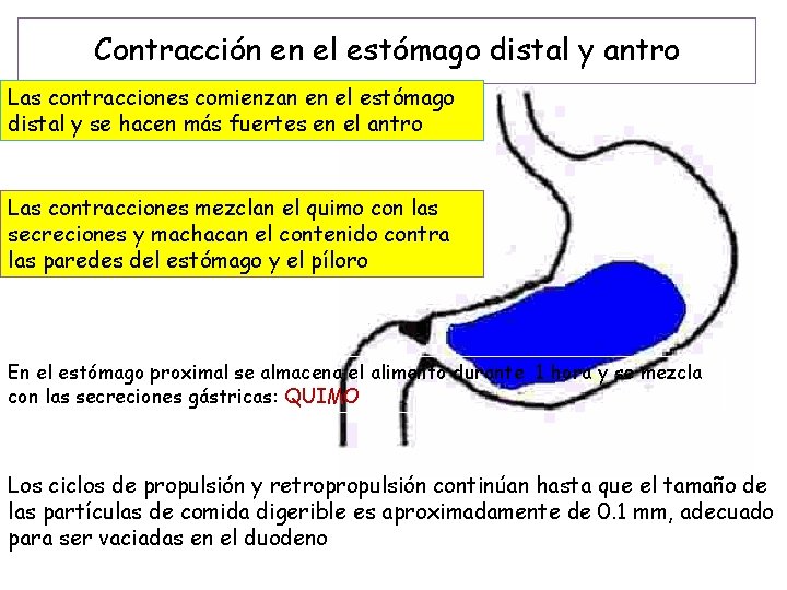 Contracción en el estómago distal y antro Las contracciones comienzan en el estómago distal