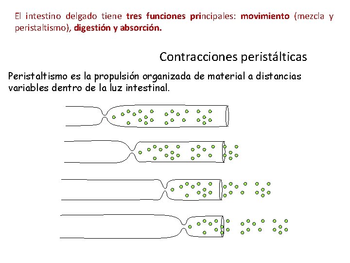 El intestino delgado tiene tres funciones principales: movimiento (mezcla y peristaltismo), digestión y absorción.
