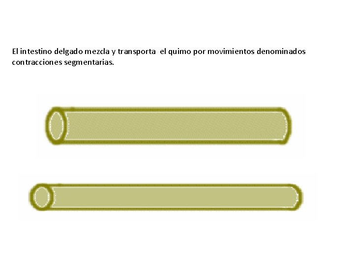 El intestino delgado mezcla y transporta el quimo por movimientos denominados contracciones segmentarias. 