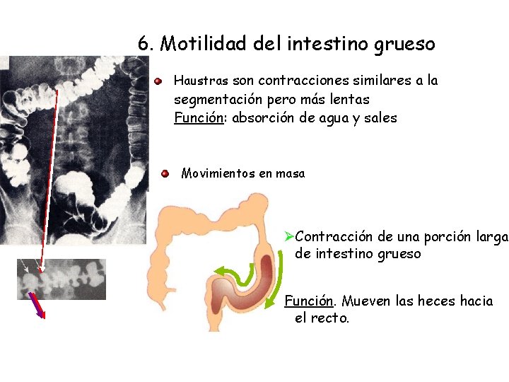 6. Motilidad del intestino grueso Haustras son contracciones similares a la segmentación pero más