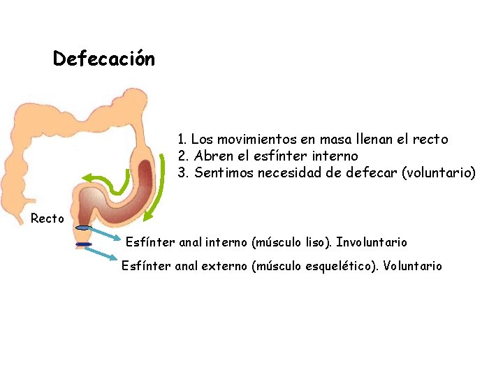 Defecación 1. Los movimientos en masa llenan el recto 2. Abren el esfínter interno