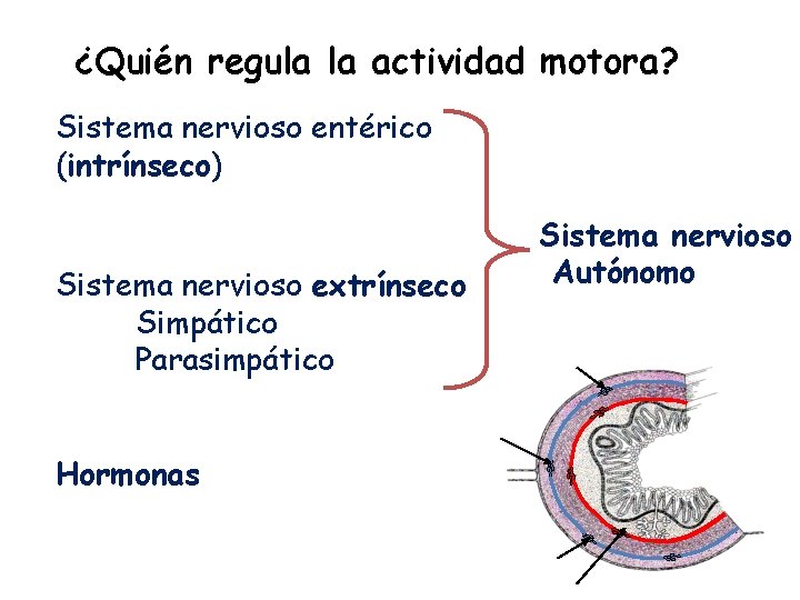 ¿Quién regula la actividad motora? Sistema nervioso entérico (intrínseco) Sistema nervioso extrínseco Simpático Parasimpático