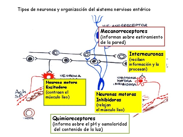 Tipos de neuronas y organización del sistema nervioso entérico Mecanorreceptores (informan sobre estiramiento de