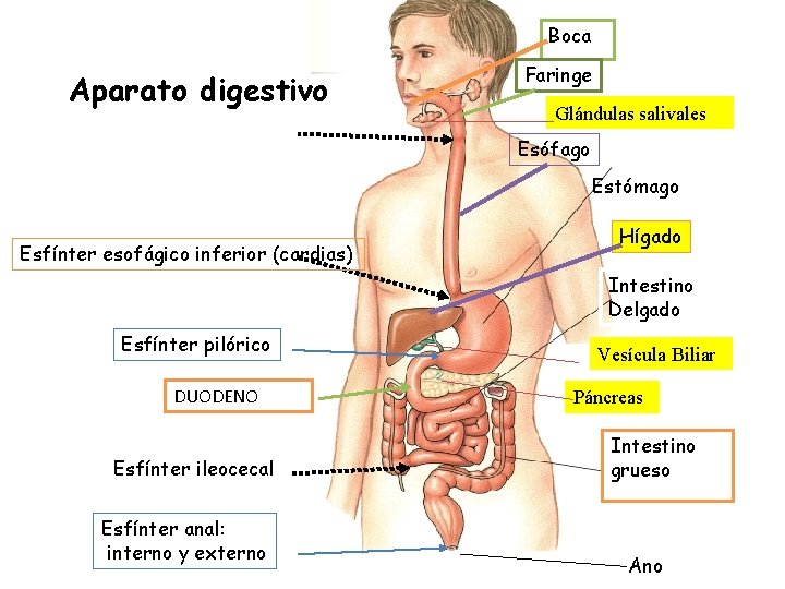 Boca Aparato digestivo Faringe Glándulas salivales Esófago Estómago Esfínter esofágico inferior (cardias) Hígado Intestino