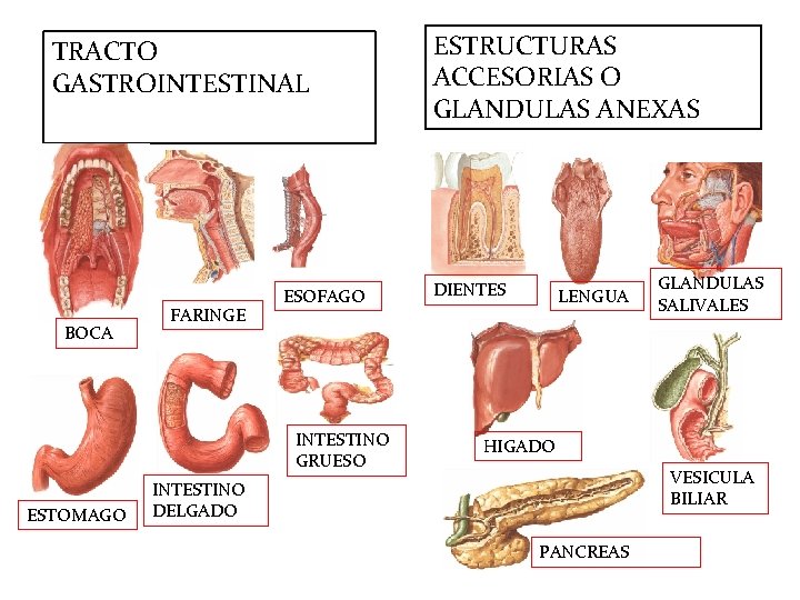 TRACTO GASTROINTESTINAL BOCA FARINGE ESOFAGO INTESTINO GRUESO ESTOMAGO ESTRUCTURAS ACCESORIAS O GLANDULAS ANEXAS DIENTES