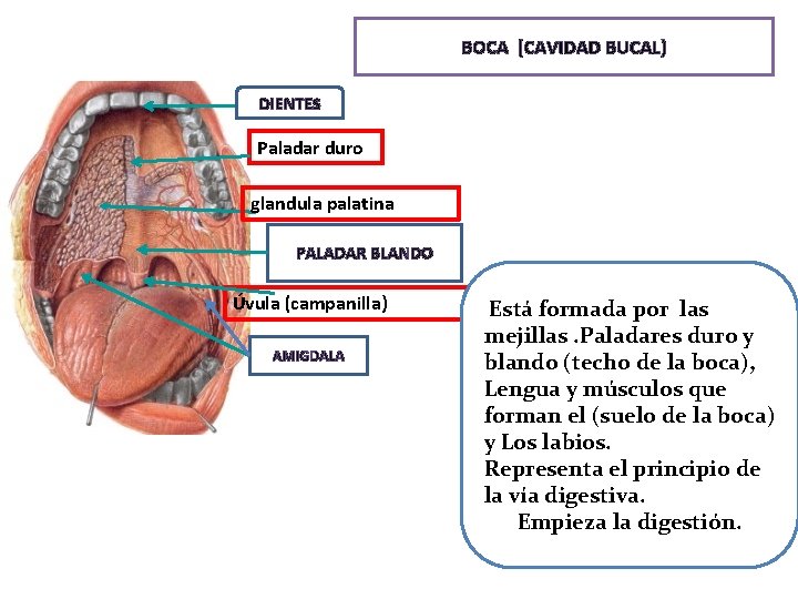 BOCA (CAVIDAD BUCAL) DIENTES Paladar duro glandula palatina PALADAR BLANDO Úvula (campanilla) AMIGDALA Está