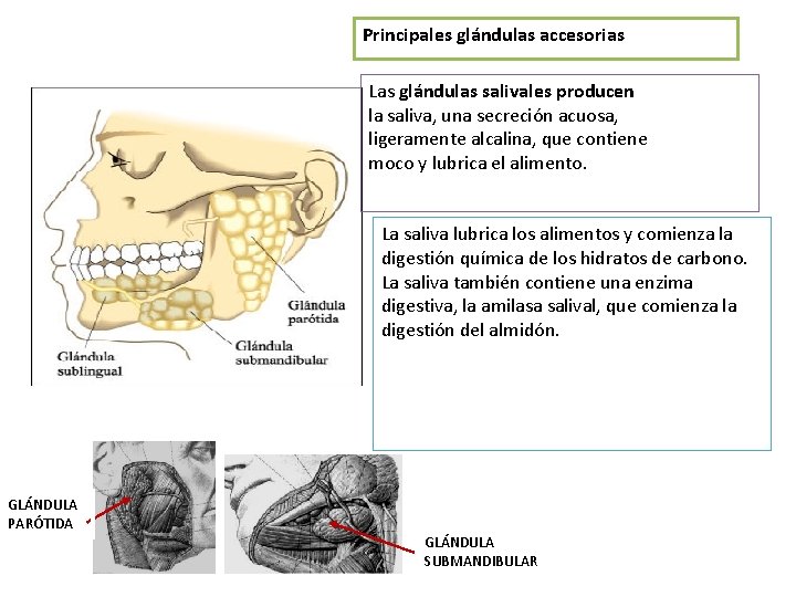 Principales glándulas accesorias Las glándulas salivales producen la saliva, una secreción acuosa, ligeramente alcalina,