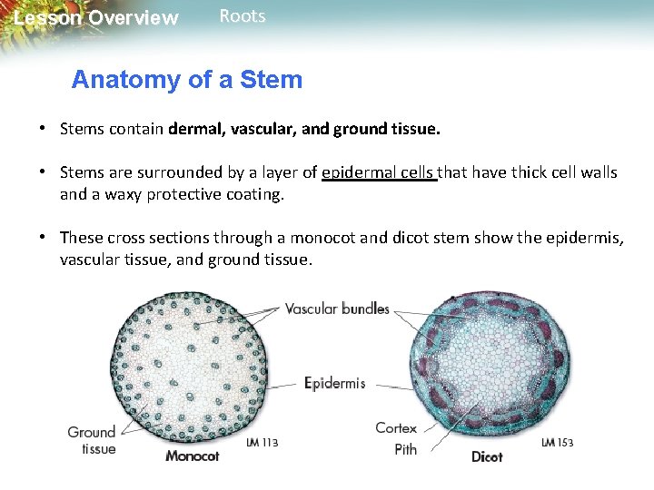 Lesson Overview Roots Anatomy of a Stem • Stems contain dermal, vascular, and ground