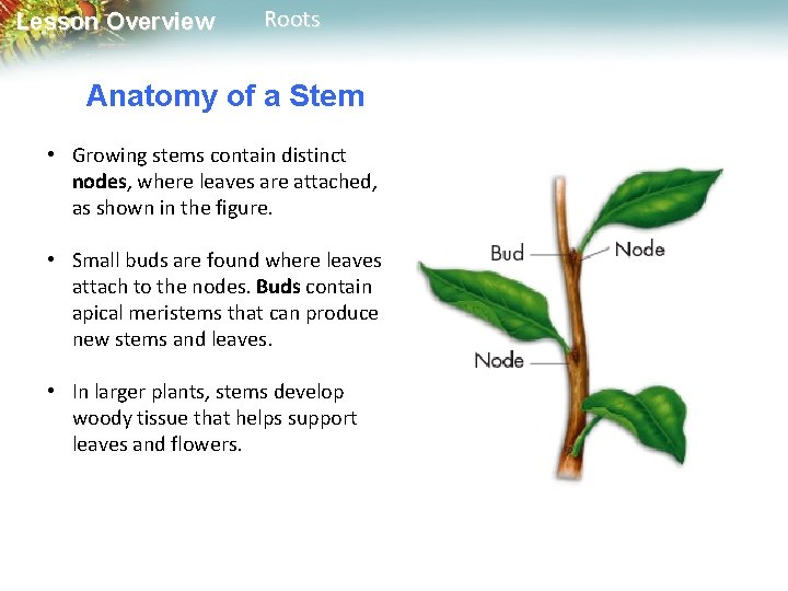 Lesson Overview Roots Anatomy of a Stem • Growing stems contain distinct nodes, where