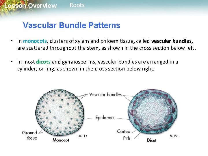 Lesson Overview Roots Vascular Bundle Patterns • In monocots, clusters of xylem and phloem