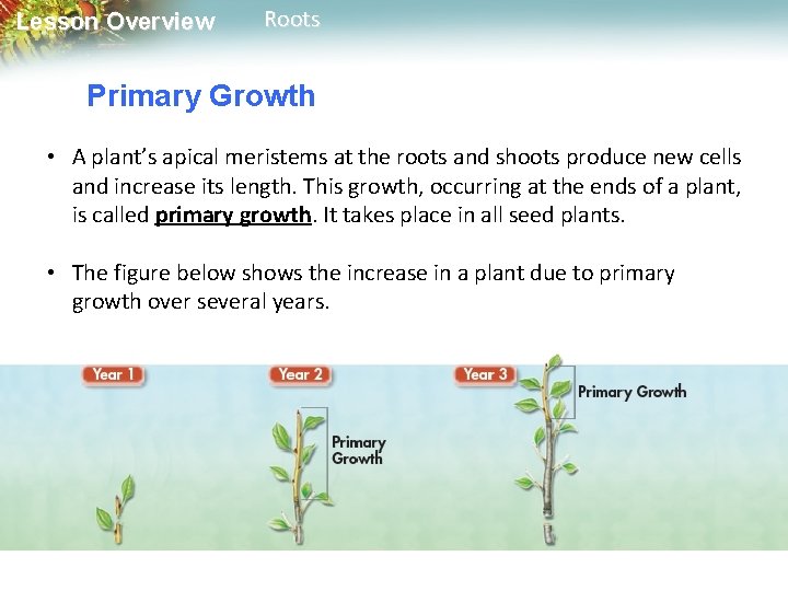 Lesson Overview Roots Primary Growth • A plant’s apical meristems at the roots and