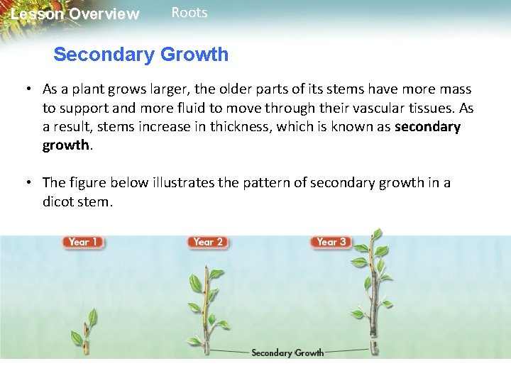 Lesson Overview Roots Secondary Growth • As a plant grows larger, the older parts