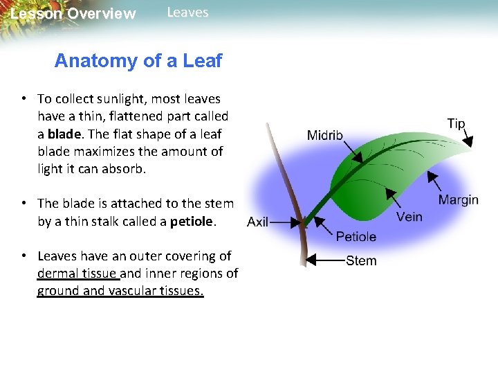 Lesson Overview Leaves Anatomy of a Leaf • To collect sunlight, most leaves have