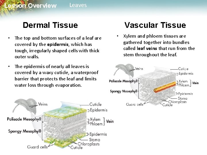 Lesson Overview Leaves Dermal Tissue • The top and bottom surfaces of a leaf