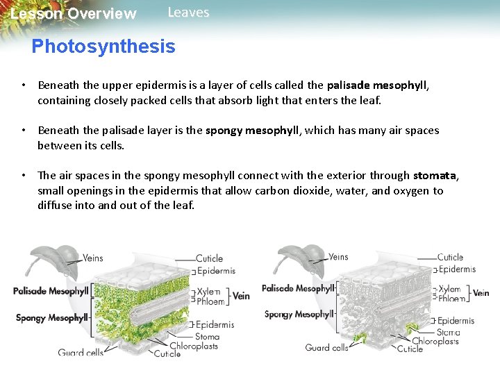 Lesson Overview Leaves Photosynthesis • Beneath the upper epidermis is a layer of cells