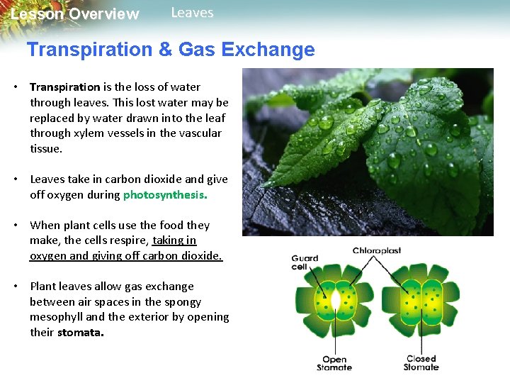 Lesson Overview Leaves Transpiration & Gas Exchange • Transpiration is the loss of water