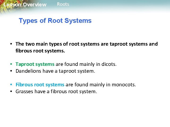 Lesson Overview Roots Types of Root Systems • The two main types of root
