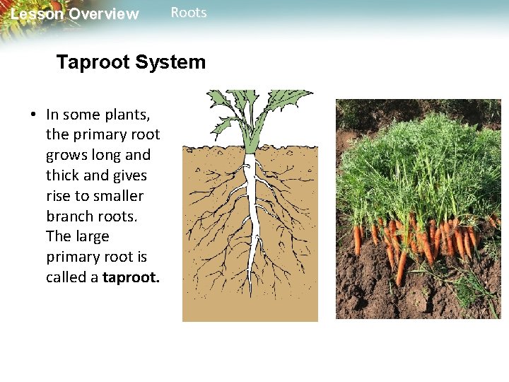 Lesson Overview Roots Taproot System • In some plants, the primary root grows long