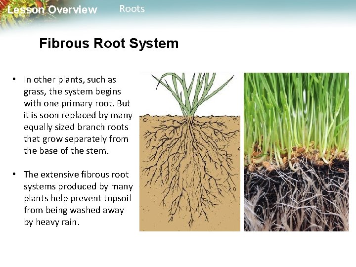 Lesson Overview Roots Fibrous Root System • In other plants, such as grass, the