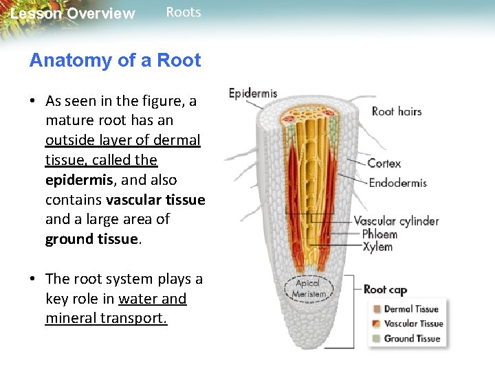 Lesson Overview Roots Anatomy of a Root • As seen in the figure, a