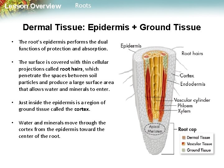 Lesson Overview Roots Dermal Tissue: Epidermis + Ground Tissue • The root’s epidermis performs