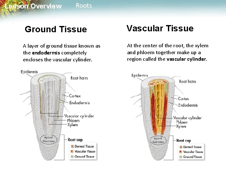 Lesson Overview Roots Ground Tissue A layer of ground tissue known as the endodermis