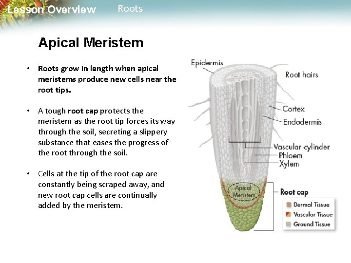 Lesson Overview Roots Apical Meristem • Roots grow in length when apical meristems produce