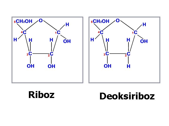 Riboz Deoksiriboz 