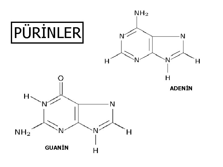 PÜRİNLER ADENİN GUANİN 