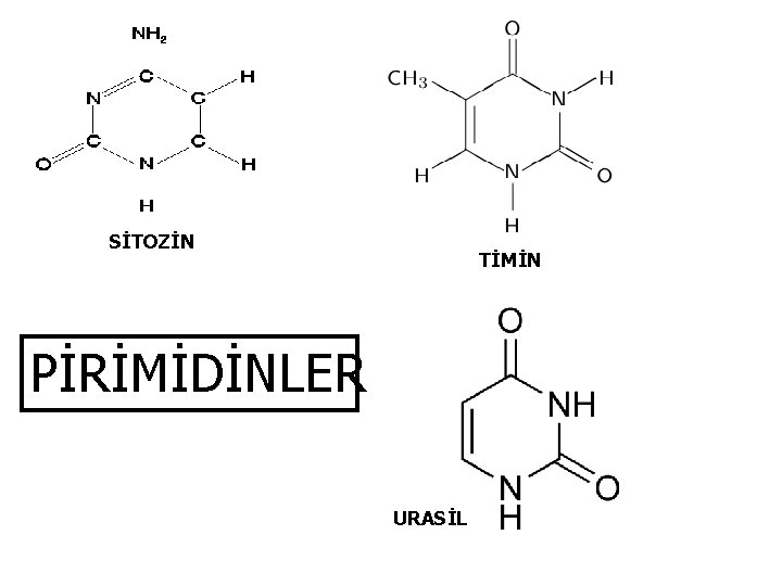 SİTOZİN TİMİN PİRİMİDİNLER URASİL 