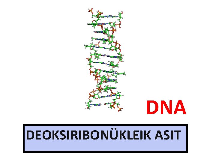 DNA DEOKSIRIBONÜKLEIK ASIT 