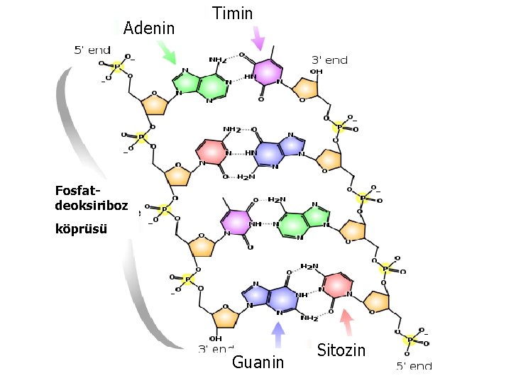 Adenin Timin Fosfatdeoksiriboz köprüsü Guanin Sitozin 