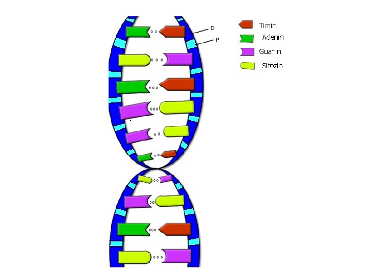 Timin Adenin Guanin Sitozin 