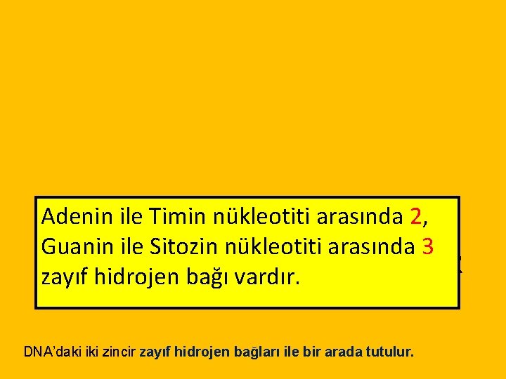 Adenin ile Timin nükleotiti arasında 2, Guanin ile Sitozin nükleotiti arasında 3 DNA’NIN IKI