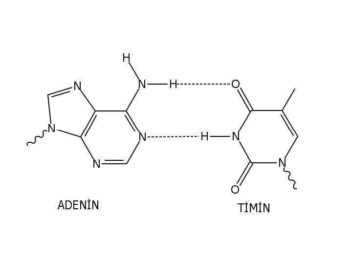 ADENİN TİMİN 