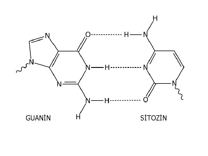 GUANİN SİTOZİN 