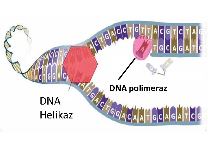 DNA polimeraz DNA Helikaz 