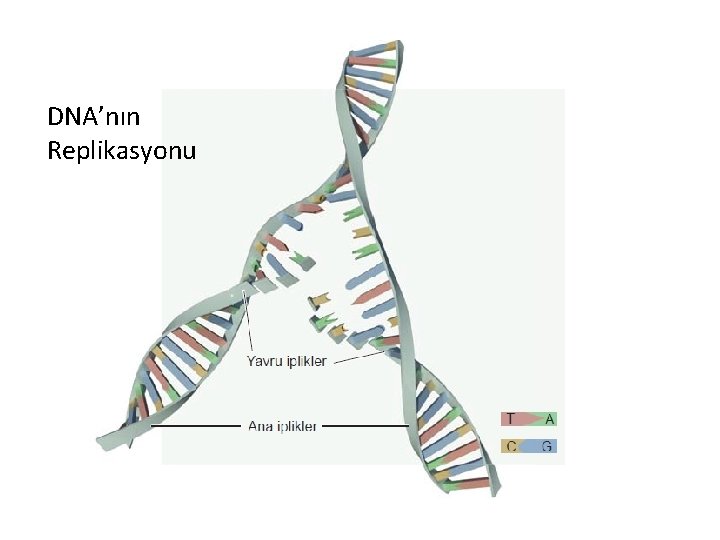 DNA’nın Replikasyonu 