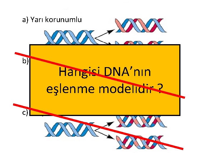 a) Yarı korunumlu b) Tam korunumlu Hangisi DNA’nın eşlenme modelidir ? c) Parçalı Model